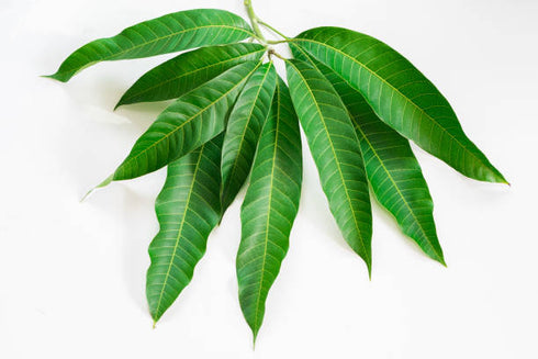 Mango Leaves for Pooja | Aam Patte For Pooja